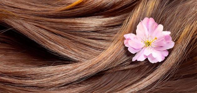 تريسمي بروتيكتور